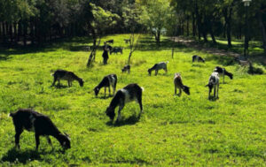 Cabras, las «Biosegadoras» de un parque sevillano