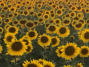CLM destinará en los próximos cuatro años 32,5 M€ al girasol, las aromáticas, la apicultura, las razas autóctonas y las zonas de montaña
