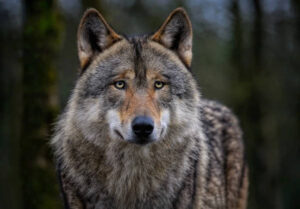 ASAJA reclama al Ministerio de Agricultura un plan urgente tras la rebaja de protección del lobo en la UE