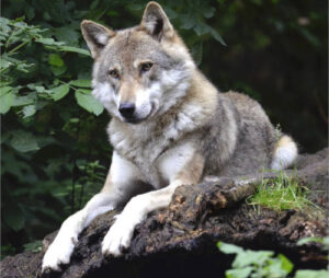 El inquietante salto del lobo del risco al telediario
