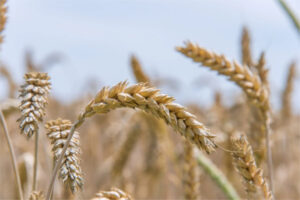 Cataluña incrementa un 54 % las ayudas a los seguros agrarios en 2025