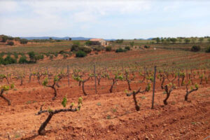 Aragón convoca ayudas para la reestructuración de viñedo
