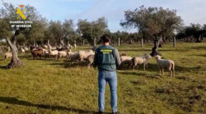 Detenido un hombre por el robo de 264 cabezas de ganado ovino