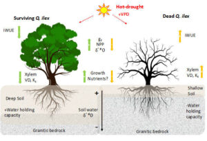 ¿Por qué algunos arboles resisten mejor la sequía que otros?