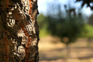 Los bosques mediterráneos amenazados por la sequía y patógenos exóticos