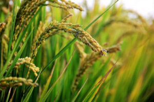 Importaciones récord hunden el precio del arroz y ASAJA exige protección
