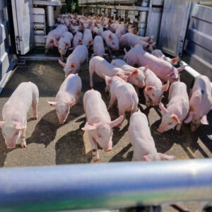 El seguro de retirada de animales muertos sube de 900€ a 1900€