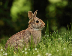 Unió de Pagesos pide actuar contra la fauna cinegética en sus fincas