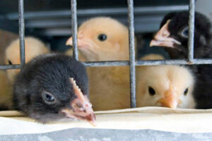 La consulta UE sobre bienestar animal recibe 190.000 respuestas: ¿qué han dicho?