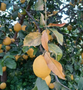150.000 toneladas de limón perdidas en Alicante y Murcia por las heladas de enero