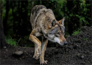 Castilla-La Mancha sube un 30% la prima de sus ayudas al extensivo por daños de lobo y aves necrófagas