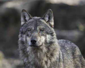 COAG denuncia que el censo oficial del lobo omite más de 1.000 ejemplares y no refleja la realidad sobre el terreno