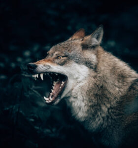 Ganaderos de Navarra en alerta por la presencia de un lobo en la zona fronteriza