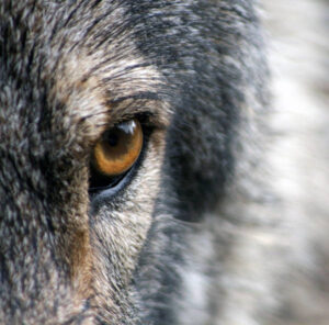 UPA pide el cambio de estatus del lobo en España urgentemente