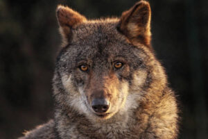 El Plan de Gestión del Lobo en Cantabria recibe 164 alegaciones