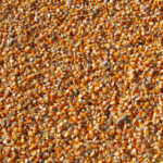 Foto de muchas semillas de maiz amontonadas