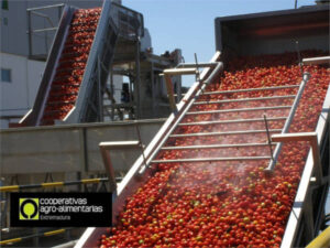 Las cooperativas extremeñas cierran con sus socios la contratación de tomate para industria a 115 €/t