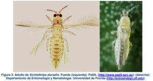 C. Valenciana adopta medidas urgentes contra la plaga ‘Scirtothrips dorsalis’