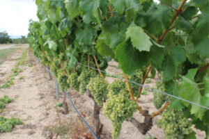 La producción mundial de vino en 2024, la más baja en 60 años
