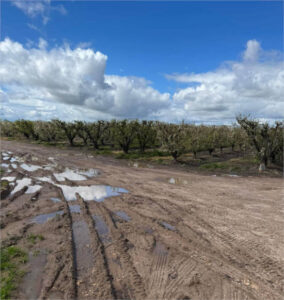 Aparecen problemas en la ciruela extremeña por las lluvias