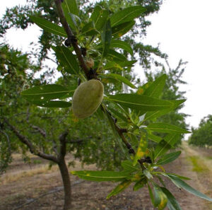 Quejas en C. Valenciana y Andalucía por las comarcas que se han quedado fuera de la ayuda asociada a los frutos secos