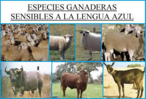 Andalucía recomienda la vacunación de las ovejas frente a los cuatro serotipos de lengua azul