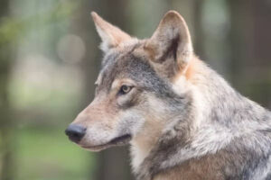 Reclaman medidas urgentes ante la expansión del lobo en La Rioja