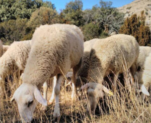 De textil a fertilizante: la lana ovina podrá mezclarse con estiércol también en Aragón