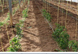 LA UNIÓ reclama medidas urgentes frente a la plaga de Tuta absoluta en el tomate valenciano