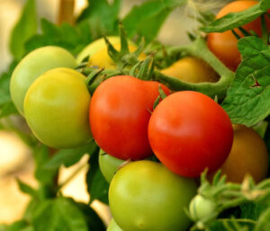 Marruecos y Países Bajos presionan al tomate almeriense