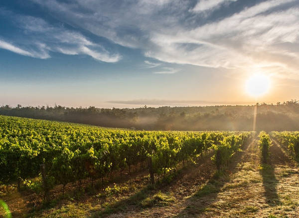 viñedo