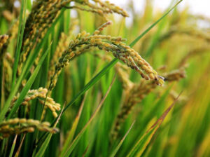 Caída de más del 35% en los precios del arroz en Cataluña