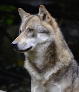 10 CCAA piden el cese Hugo Morán tras la filtración del informe sobre el lobo