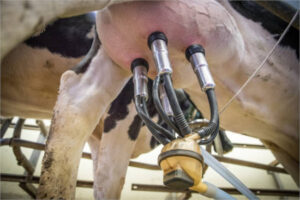 Baja el precio de la leche en febrero en España