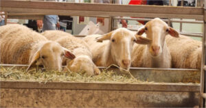 ASAJA Málaga pide ayudas directas por los efectos de la lengua azul en el Valle del Guadalhorce