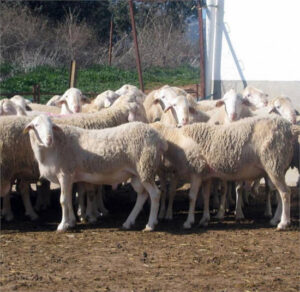 Castilla-La Mancha activa una ayuda excepcional por la lengua azul