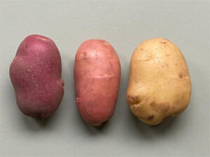 Países Bajos: Reconocen legalmente una innovadora variedad de patata con trasplante de piel