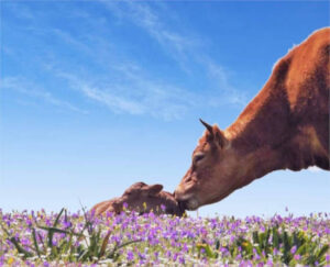 Aumenta la producción de carne de vacuno en España a pesar de la caída del censo