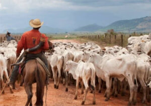 El 65% del ganado bovino sudamericano está en zonas libres de fiebre aftosa sin vacunación
