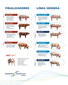 Hendrix Genetics Swine consolida su liderazgo global en genética porcina
