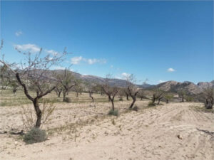 COAG insiste: los productores fruto secos del Altiplano de Granada se han quedado fuera de las ayudas