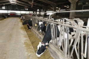 Cantabria convoca ayudas de mínimis para la producción lechera de vacuno, ovino y caprino