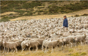 Dos pastores trashumantes recorren 600 km a pie con sus ovejas en defensa de la trashumancia