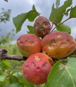 Cuarto episodio de pedrisco arrasa más de 13.000 ha en la C. Valenciana