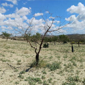 ASAJA Alicante reclama un plan urgente para reponer los almendros muertos por la sequía en la Comunidad Valenciana