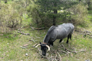 La bonificación en los pastos de montes públicos aliviará a la ganadería extensiva en Andalucía
