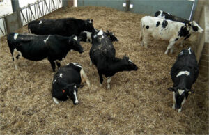 Salud del rumen: Un factor crucial para la productividad y el bienestar de las vacas