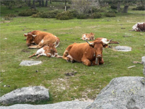 Esto cobrará el ganadero aragonés por cada animal sacrificado por dermatosis nodular