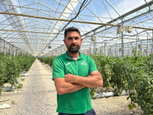 Tomate sin tierra: así triunfa la hidroponía en la Ribera Alta