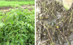 Zorvec™ Entecta®, nueva solución fungicida de Corteva Agriscience™ para el control del mildiu en tomate y patata